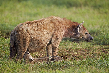 Spotted hyena (spotted hyaena) (Crocuta crocuta) nursing, Ngorongoro Crater, Tanzania, East Africa, Africa 