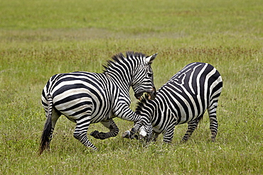 Two Common zebra (plains zebra) (Burchell's zebra) (Equus burchelli) fighting, Ngorongoro Crater, Tanzania, East Africa, Africa 