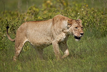 Lioness (Lion, Panthera leo), Ngorongoro Crater, Tanzania, East Africa, Africa 