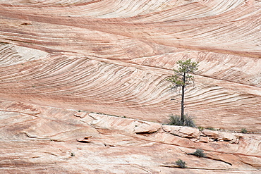 Pine tree and bushes growing on slickrock, Zion National Park, Utah, United States of America, North America