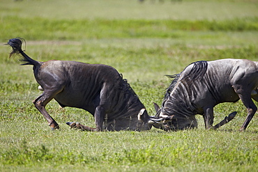 Two blue wildebeest (brindled gnu) (Connochaetes taurinus) bulls fighting, Ngorongoro Crater, Tanzania, East Africa, Africa 