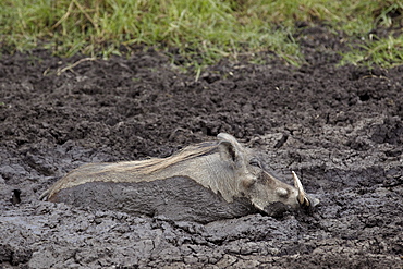 Warthog (Phacochoerus aethiopicus) mud bathing, Ngorongoro Crater, Tanzania,East Africa, Africa 