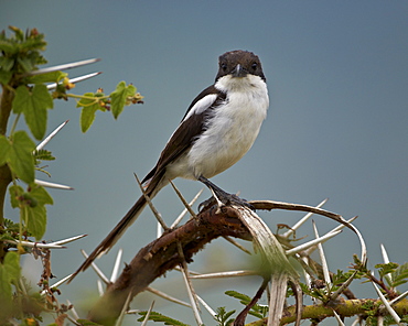 Fiscal shrike (common fisca) (Lanius collaris), Ngorongoro Crater, Tanzania, East Africa, Africa 