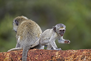 Young vervet monkey (Chlorocebus aethiops), Ngorongoro Crater, Tanzania, East Africa, Africa 