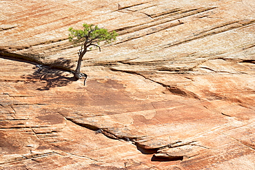 Pine tree on a slickrock face, Zion National Park, Utah, United States of America, North America