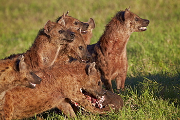 Spotted Hyena or Spotted Hyaena (Crocuta crocuta) at a Cape Buffalo kill, Ngorongoro Crater, Tanzania