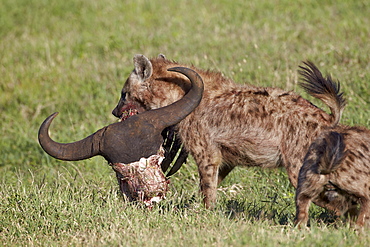 Spotted Hyena or Spotted Hyaena (Crocuta crocuta) with a Cape Buffalo skull, Ngorongoro Crater, Tanzania