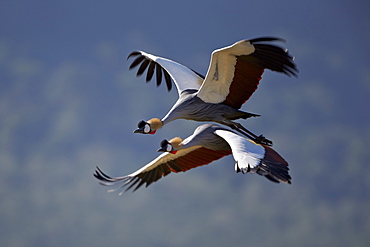 Grey crowned crane (Southern crowned crane) (Balearica regulorum) pair in flight, Ngorongoro Crater, Tanzania, East Africa, Africa 