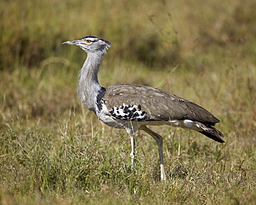 Kori bustard (Ardeotis kori), Ngorongoro Crater, Tanzania, East Africa, Africa 