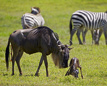 Blue wildebeest (brindled gnu) (Connochaetes taurinus) just-born calf trying to stand, Ngorongoro Crater, Tanzania, East Africa, Africa 