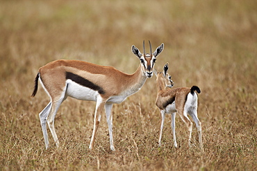 Thomson's gazelle (Gazella thomsonii) mother and young, Ngorongoro Crater, Tanzania, East Africa, Africa 