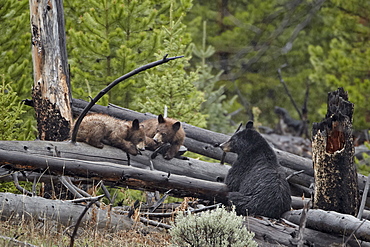 Black bear (Ursus americanus) sow and two yearling cubs, Yellowstone National Park, UNESCO World Heritage Site, Wyoming, United States of America, North America 