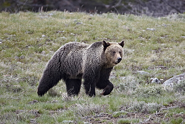 Grizzly bear (Ursus arctos horribilis), Yellowstone National Park, Wyoming, United States of America, North America 