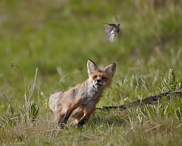 Red fox (Vulpes vulpes) (Vulpes fulva) vixen hunting a bird, Yellowstone National Park, Wyoming, United States of America, North America 