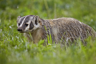 Badger (Taxidea taxus), Yellowstone National Park, Wyoming, United States of America, North America 