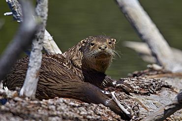 River otter (Lutra canadensis), Yellowstone National Park, Wyoming, United States of America, North America 