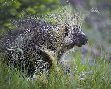 Porcupine (Erethizon dorsatum), Medicine Bow National Forest, Wyoming, United States of America, North America  