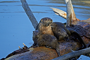 River otter (Lutra canadensis) mother and two pups, Yellowstone National Park, Wyoming, United States of America, North America 