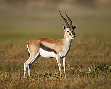 Male Thomson's gazelle (Gazella thomsonii), Ngorongoro Crater, Tanzania, East Africa, Africa