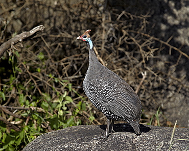 Helmeted guineafowl (Numida meleagris), Serengeti National Park, Tanzania, East Africa, Africa