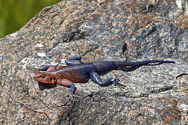 Male Mwanza flat-headed agama (Agama mwanzae), Serengeti National Park, Tanzania, East Africa, Africa