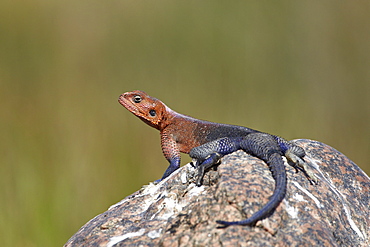 Male Mwanza flat-headed agama (Agama mwanzae), Serengeti National Park, Tanzania, East Africa, Africa