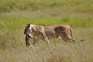 Lioness (Panthera leo) carrying a baby Coke's hartebeest, Serengeti National Park, Tanzania, East Africa, Africa