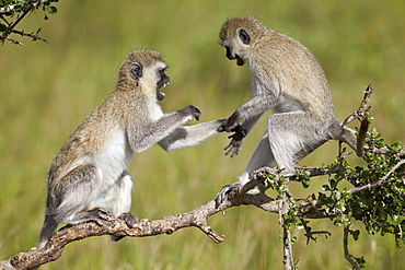 Two vervet monkeys (Chlorocebus aethiops) playing, Serengeti National Park, Tanzania, East Africa, Africa