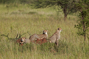 Three cheetah (Acinonyx jubatus), Serengeti National Park, Tanzania, East Africa, Africa