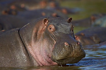 Hippopotamus (Hippopotamus amphibius), Serengeti National Park, Tanzania, East Africa, Africa