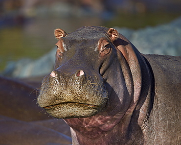 Hippopotamus (Hippopotamus amphibius), Serengeti National Park, Tanzania, East Africa, Africa