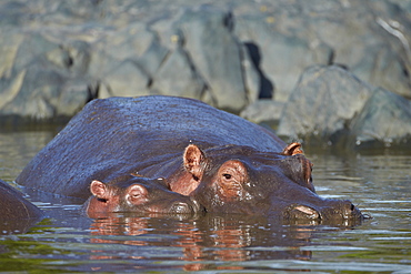 Hippopotamus (Hippopotamus amphibius) mother and calf, Serengeti National Park, Tanzania, East Africa, Africa