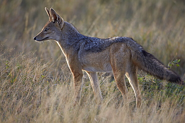 Black-backed jackal (silver-backed jackal) (Canis mesomelas), Serengeti National Park, Tanzania, East Africa, Africa