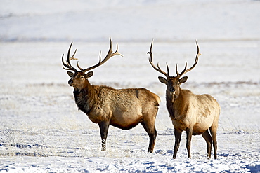 Two bull elk (Cervus canadensis) in the snow, National Elk Refuge, Jackson, Wyoming, United States of America, North America