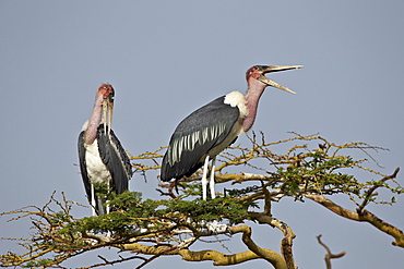 Marabou stork (Leptoptilos crumeniferus), Serengeti National Park, Tanzania, East Africa, Africa