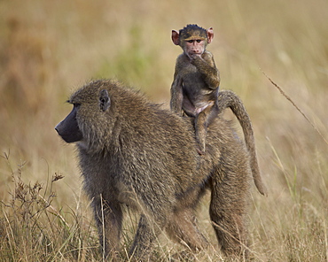 Olive baboon (Papio cynocephalus anubis) infant riding on its mother's back, Serengeti National Park, Tanzania, East Africa, Africa