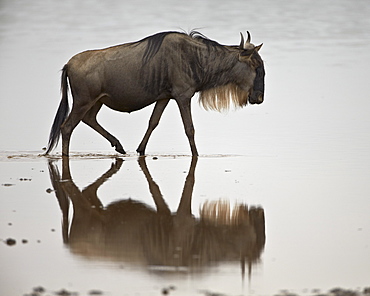 Blue wildebeest (brindled gnu) (Connochaetes taurinus) in the water, Serengeti National Park, Tanzania, East Africa, Africa