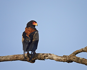 Bateleur (Terathopius ecaudatus), Serengeti National Park, Tanzania, East Africa, Africa