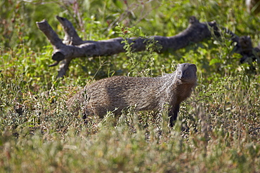 Marsh mongoose (water mongoose) (Atilax paludinosus), Serengeti National Park, Tanzania, East Africa, Africa