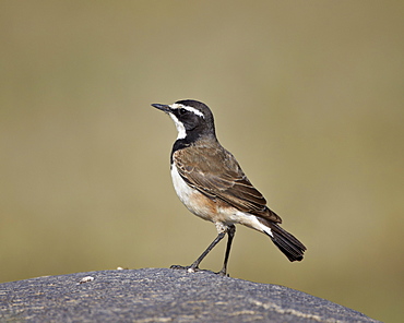 Capped wheatear (Oenanthe pileata), Serengeti National Park, Tanzania, East Africa, Africa