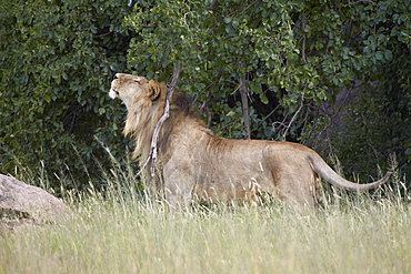 Lion (Panthera leo) scratching and marking territory, Serengeti National Park, Tanzania, East Africa, Africa
