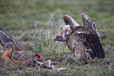 Ruppell's griffon vulture (Gyps rueppellii) approaches a black-backed jackal (silver-backed jackal) (Canis mesomelas) at a blue wildebeest calf kill, Serengeti National Park, Tanzania, East Africa, Africa