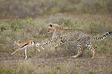 Cheetah (Acinonyx jubatus) cub chasing a baby Thomson's gazelle (Gazella thomsonii), Serengeti National Park, Tanzania, East Africa, Africa