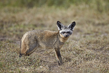 Bat-eared fox (Otocyon megalotis), Serengeti National Park, Tanzania, East Africa, Africa