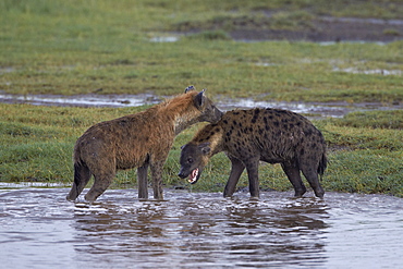 Two spotted hyena (spotted hyaena) (Crocuta crocuta), Serengeti National Park, Tanzania, East Africa, Africa