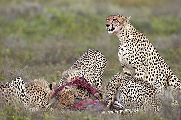 Cheetah (Acinonyx jubatus) family at a kill, Serengeti National Park, Tanzania, East Africa, Africa