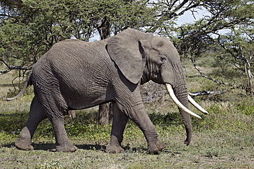 African Elephant (Loxodonta africana), Serengeti National Park, Tanzania, East Africa, Africa