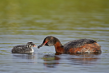 Horned grebe (Podiceps auritus) female feeding a chick, Lake Myvatn, Iceland, Polar Regions 