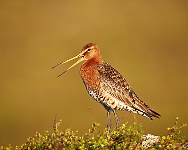 Black-tailed godwit (Limosa limosa), Lake Myvatn, Iceland, Polar Regions 