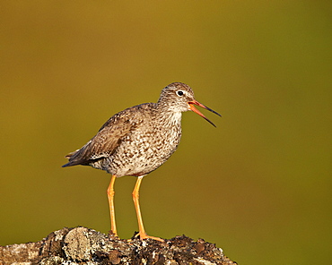 Common redshank (redshank) (Tringa totanus), Lake Myvatn, Iceland, Polar Regions 